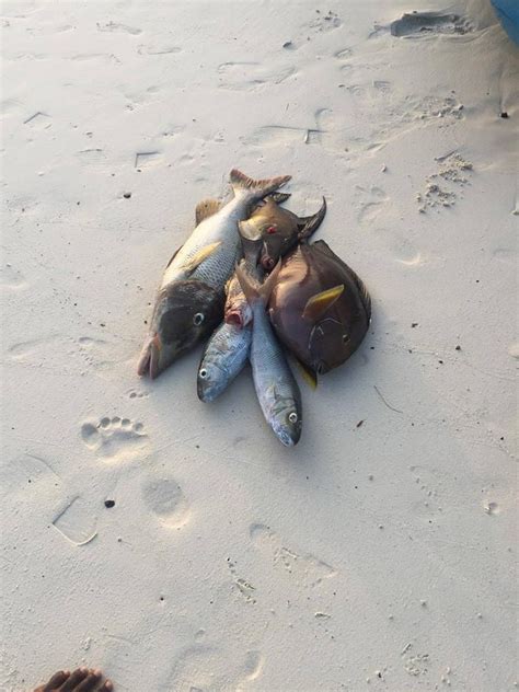 THE 10 BEST Maldives Villas, Houses of 2024 | Tripadvisor - Book Guest ...