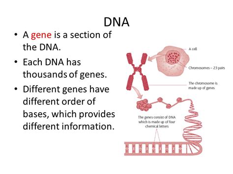 Image result for Gene Decoding