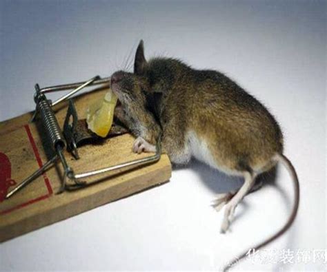 如何让老鼠自动离开,快被老鼠折磨死了，有什么驱鼠的好办法-百答号