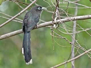 Blue-faced Malkoha - eBird