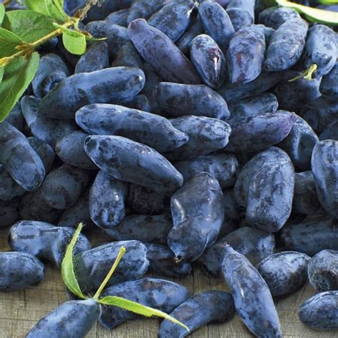 YOKEBOM Haskap Berry Plant Edible Honeysuckle Blue Haskap India | Ubuy