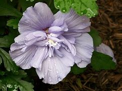 Image result for Blue Chiffon Rose of Sharon