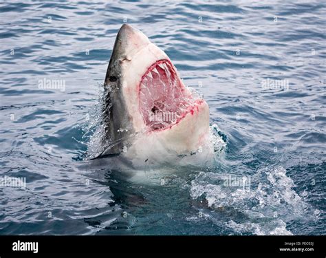 Shark Jumping Out Of Water With Mouth Open