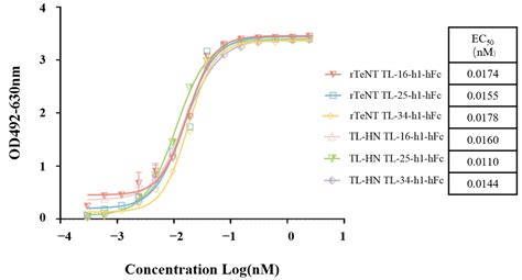 Humanized VHH-hFc Fusion Proteins Targeting the L-HN Fragment of ...