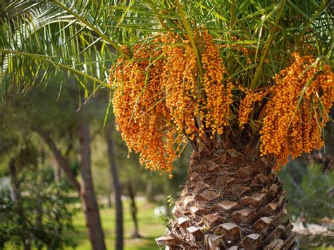 How To Prune A Palm.tree at Michael Gates blog