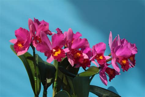 #1371823 Orchid, Closeup, Pink color - Rare Gallery HD Wallpapers