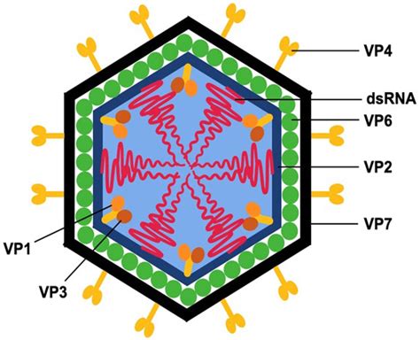 Rotavirus Infections: Pathophysiology, Symptoms, and Vaccination