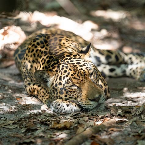 Why Jaguars, Big Spotted Cats, Are Hard To Spot - Palm Beach Zoo Zoo Guide