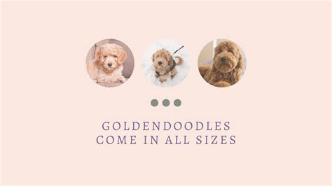 Goldendoodles of All Sizes – Doodle Hints
