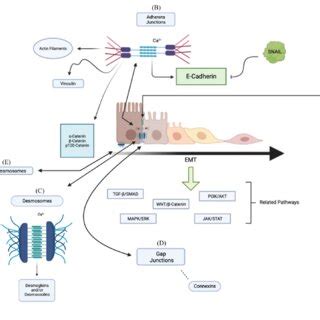 Image result for D/<Script