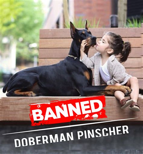 Doberman Bite Force