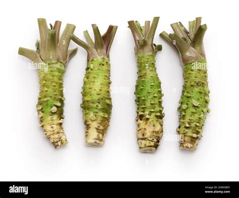 Japanese Horseradish