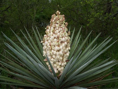 New Mexico State Flower - Yucca flower | Flowers of States & Countries ...