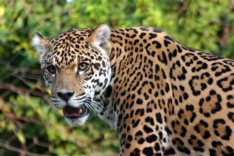 Yaguar Panthera onca Vulnerable