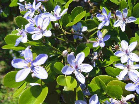Jamaica National Flower Lignum Vitae