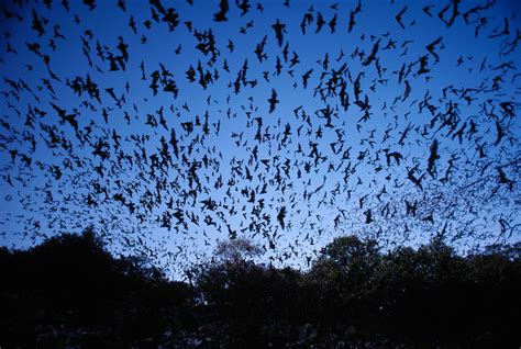 Bat | Description, Habitat, Diet, Classification, & Facts | Britannica