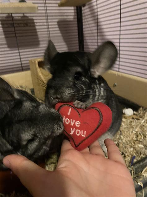 Do you hold/handle your chinchillas? How were you able to? : r/chinchilla