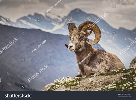 Big Horn Sheep Mountain Nature Ram Wilderness Wildlife: Over 3.097 ...