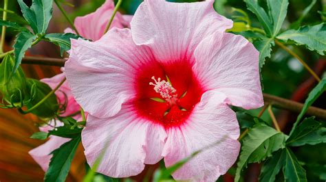 Hibiscus: How to Plant, Grow, and Care for Hibiscus Flowers | The Old ...
