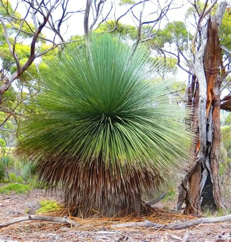 How To Plant Xanthorrhoea: A Gardener’s Guide To Success