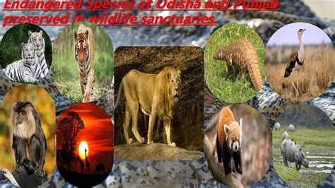 Endangered Species of Odisha and Punjab preserved in.pptx