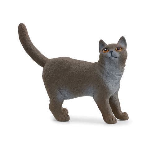 Gato británico - EL PESEBRE