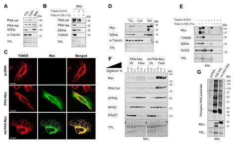 Insight into the Interactome of Intramitochondrial PKA Using ...