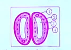 CBSE Class 10 Science Answer Key 2023, Question Paper Solutions