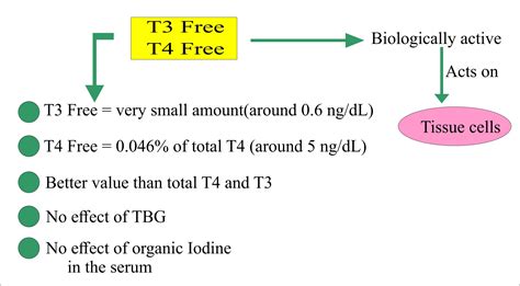 Free T4 Levels For Hypothyroidism at Gabriel Higgins blog