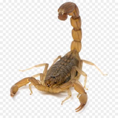 Scorpion Arachnids Transparent Background S1D9Z00X - Pngsource