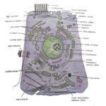 BioChemiThon - Biology - Prokaryotic Vs. Eukaryotic cell