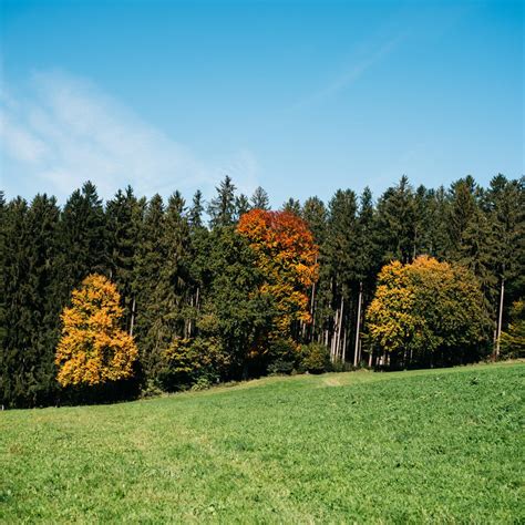 Our process: from the plank to the tree