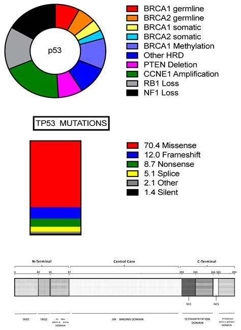 Medicines | Free Full-Text | Ovarian Cancers: Genetic Abnormalities, Tumor Heterogeneity and ...