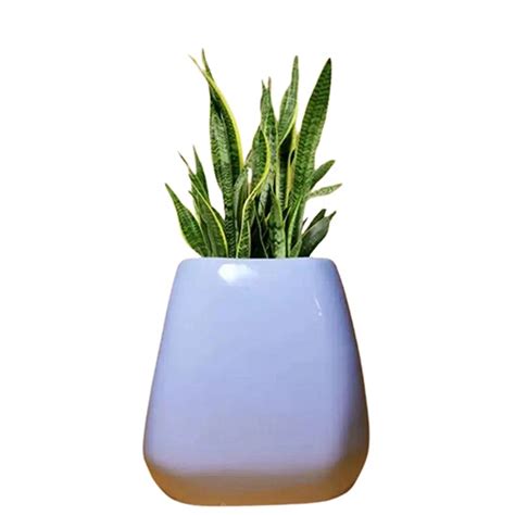 Ceramic White Lemp Pot – Florapeach