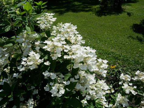 Image result for Pruning Quick Fire Tree Form Hydrangea