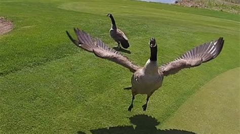 Rezultat imagine pentru Goose Attacks