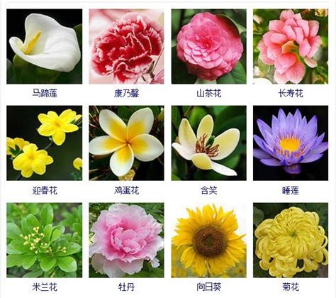 100种花的名字图片,花的名字带图片,100种花(第12页)_大山谷图库