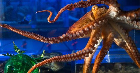 After diver kills octopus, new rules in Puget Sound