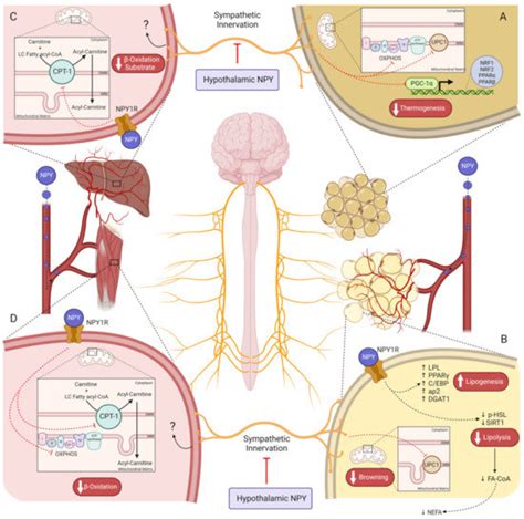 The Bidirectional Relationship of NPY and Mitochondria in Energy ...