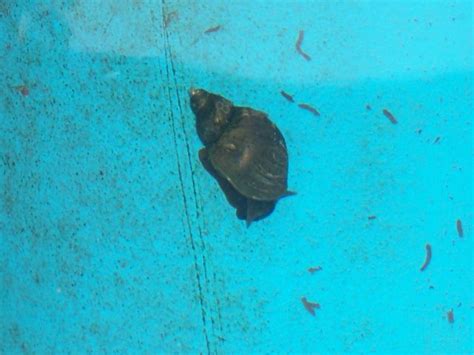 Fische Kleinanzeigen | Fische Annoncen | Fische Inserate | Fische ...