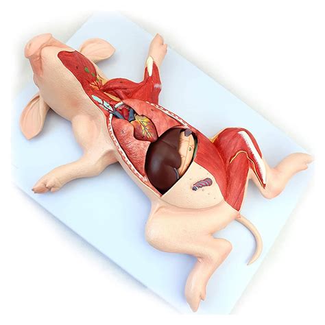 Internal Anatomy Of A Fetal Pig