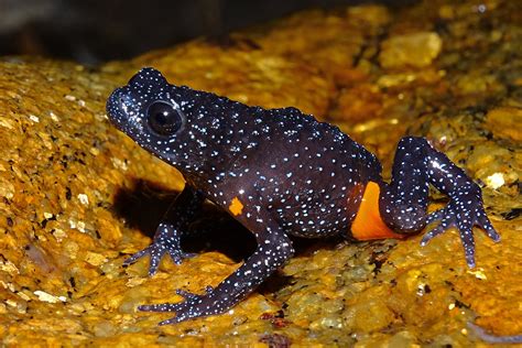 In Danger | Nature inFocus