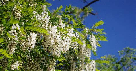 Indiana Locust 的图像结果