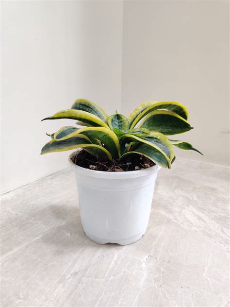 Buy Rare Tornado Snake Plant Online India at Lowest Price ...