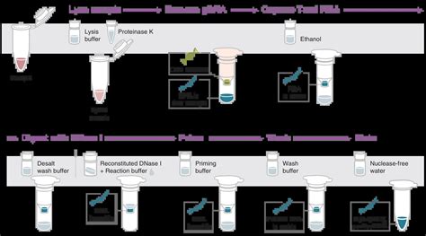 DNA RNA Extraction Process 的图像结果