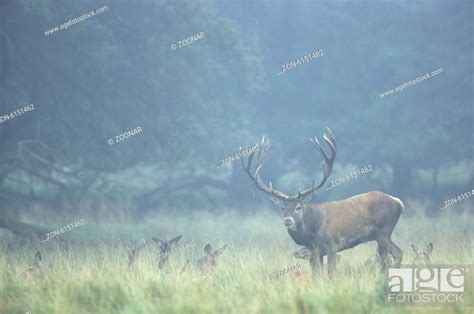 Red Deer stag, hinds and calfs in morning fog, Stock Photo, Picture And ...