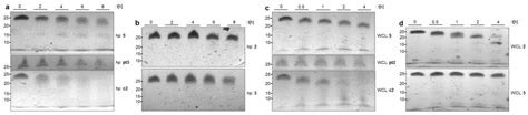 Enhanced Stability of DNA Oligonucleotides with Partially Zwitterionic ...