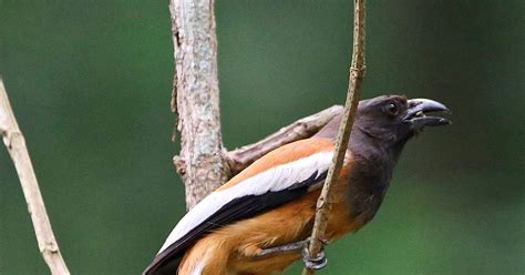 Rufous Treepie Is an Agile Forager