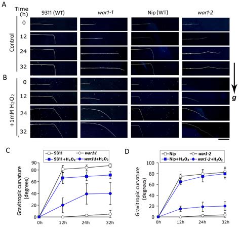 Characterization of OsPIN2 Mutants Reveal Novel Roles for Reactive ...