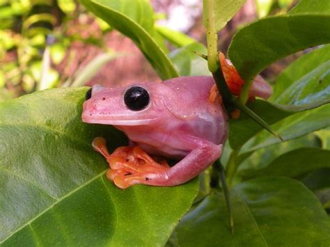 Image result for Pink Tree Frog
